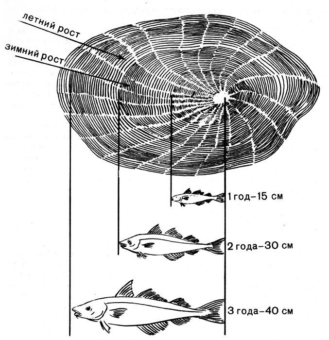Как определить возраст рыбы по чешуе: способы определения