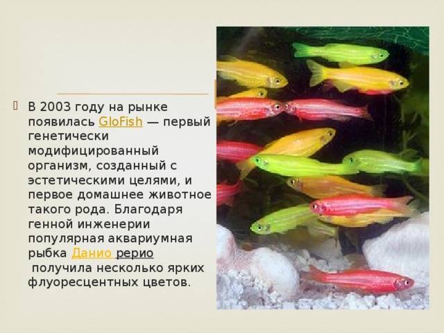Размножение данио (рерио, розовый) в домашних условиях в общем аквариуме и нерестилище: описание, уход, видео, фото
