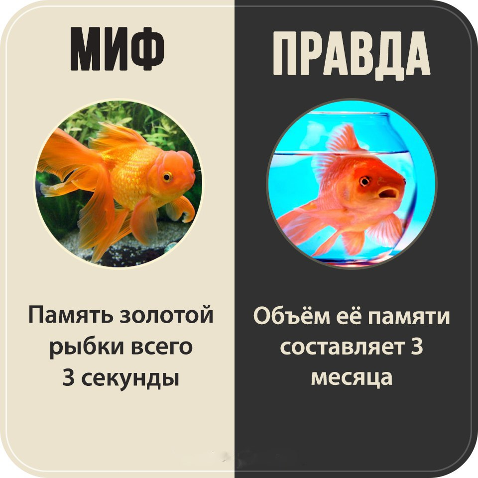 Какая память у рыб. Память у рыб 3 секунды. Золотая рыбка память 3 секунды. Рыба с плохой памятью.