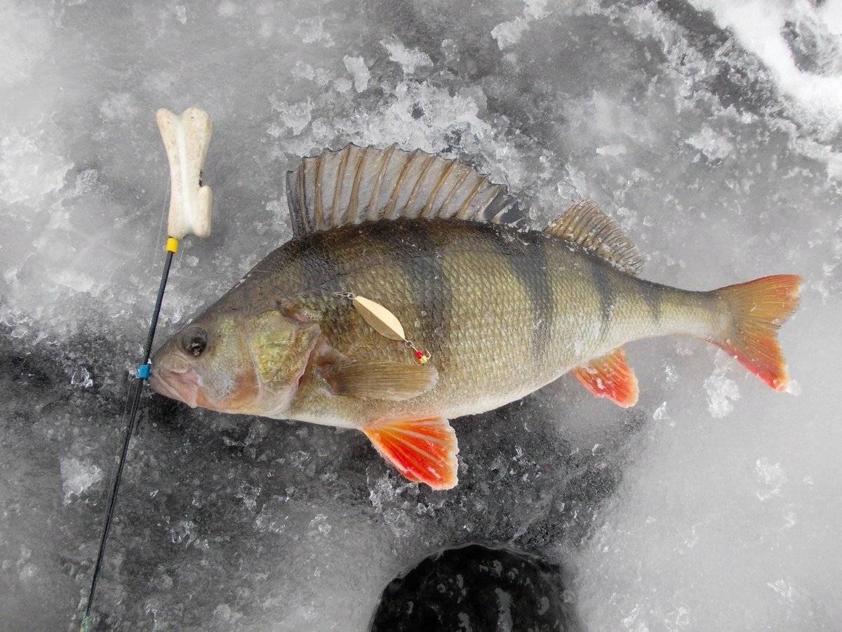 Рыбалка на озерах на окуня. Зимнее блеснение окуня. Хайрульский окунь. Рыбалка на окуня зимой. Окунь зимой.