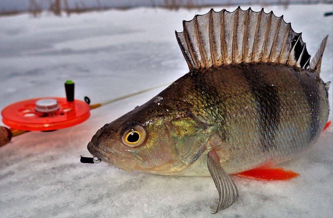 Ловля разных видов рыб по последнему льду