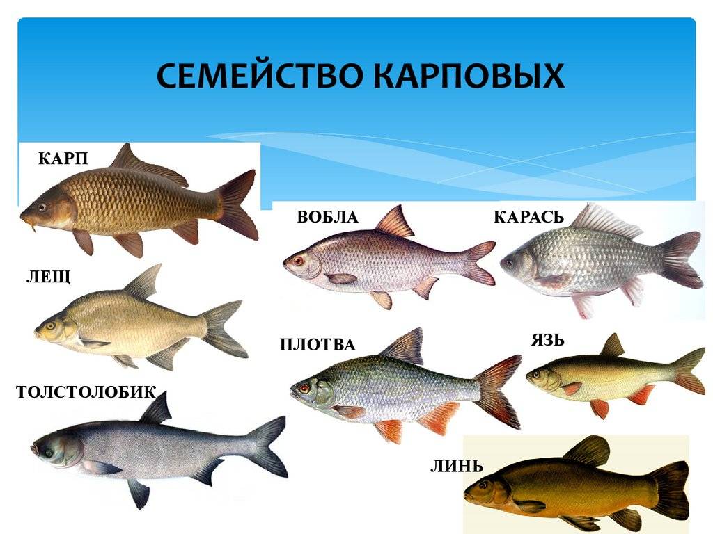 Типы рыб названия. Рыба язь, лещ, Линь,. Карповые семейство рыб. Карповые рыбы список. Речная рыба семейства карповых.