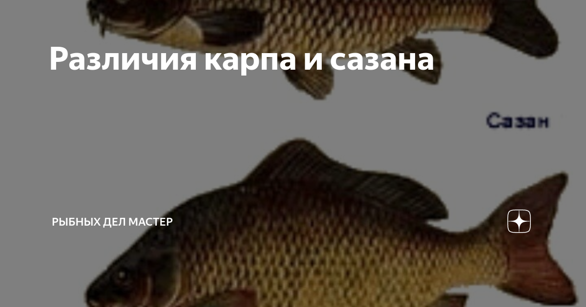 Чем отличается карп от сазана?