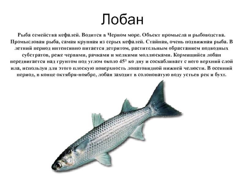 Рыба лобан – поведение, отличия от других кефалевых и как ловить