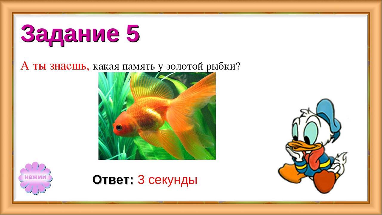 Рыбок память 3 секунды. какая память у рыбки. как работает память рыб