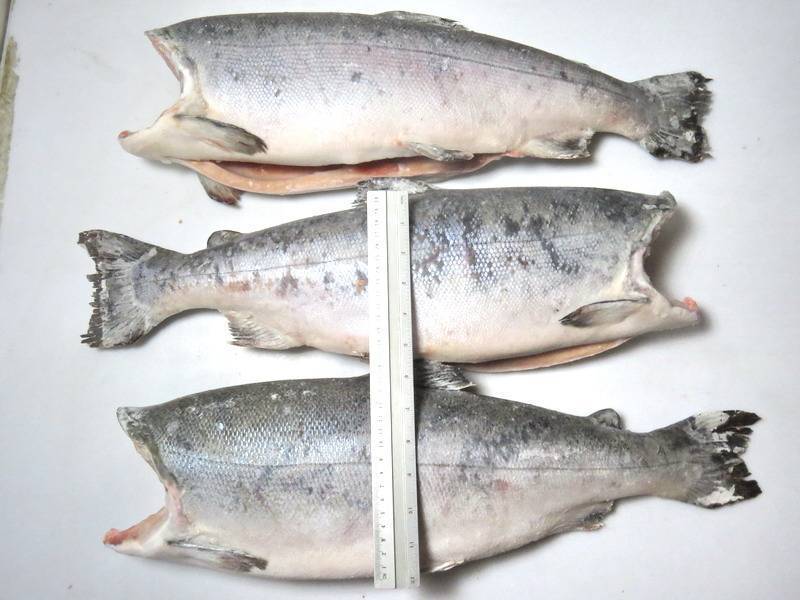 Рыба кета: фото и места ловли рыбы