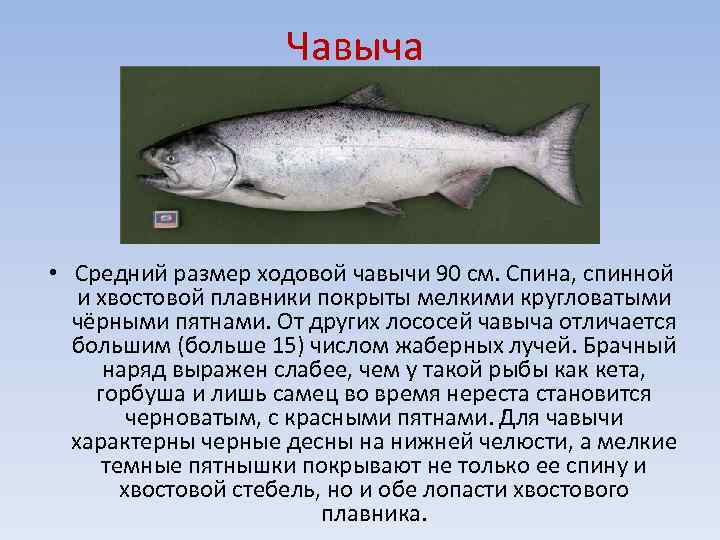 Кета - рыба семейства лососевых:ее полезные свойства