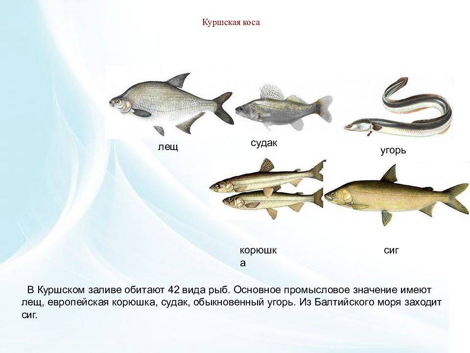 Рыба корюшка: где водится в россии, особенности среды обитания, нереста и жизненного цикла