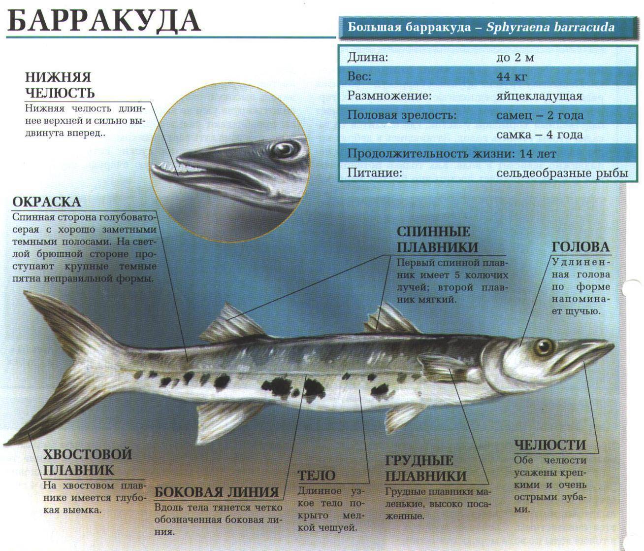 Рыба барракуда: виды, описание, где обитает, чем питается :: syl.ru