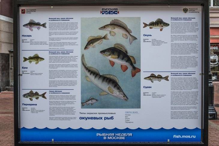 Рыбы красного моря. названия, описания и особенности рыб красного моря | животный мир