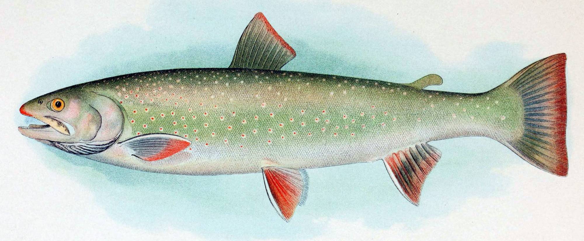 Рыба марлин: описание и подвиды, особенности, нерест и размножение, как и на что ловить