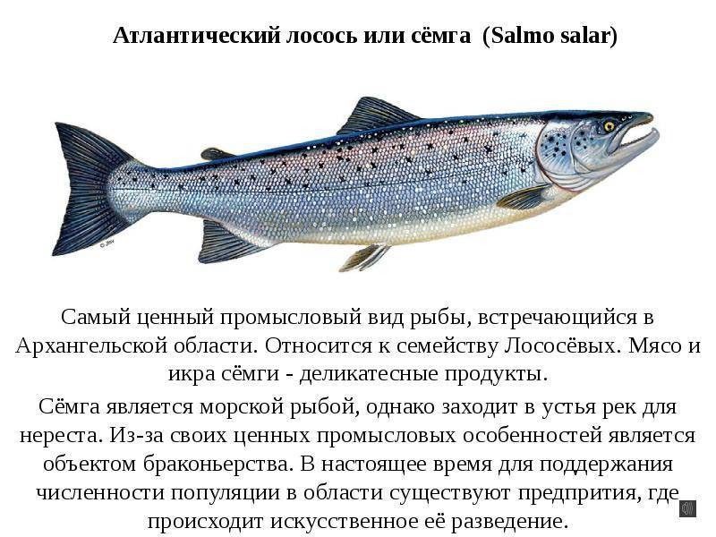 Рыба чавыча: характеристика, размножение, снасти для ловли