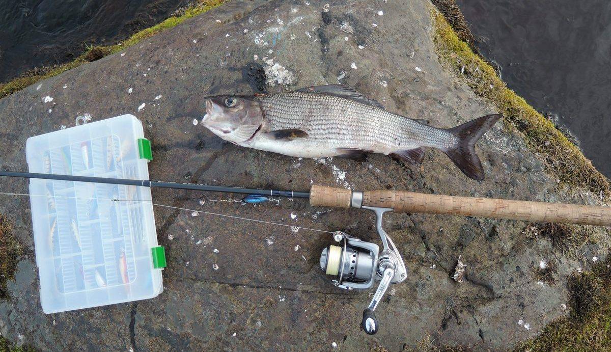 Рыбалка на хариуса: снасти и приспособления для ловли на мушки