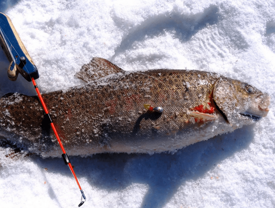 Стратегия и тактика зимней ловли ленка, снасти и приманки - читайте на сatcher.fish