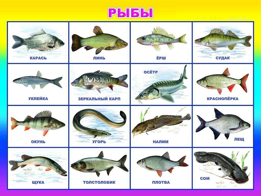 Типы рыб названия. Название рыб. Речные рыбы названия. Морские и речные обитатели. Рыбы с названиями для детей.