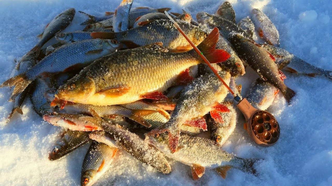 Как поймать больше рыбы зимой: 5 рекомендаций