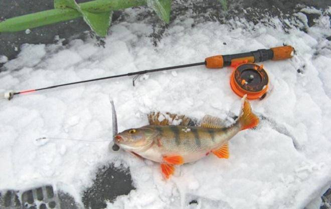 Ловля на экран: 140 фото и видео как правильно рыбачить летом и в зимний период