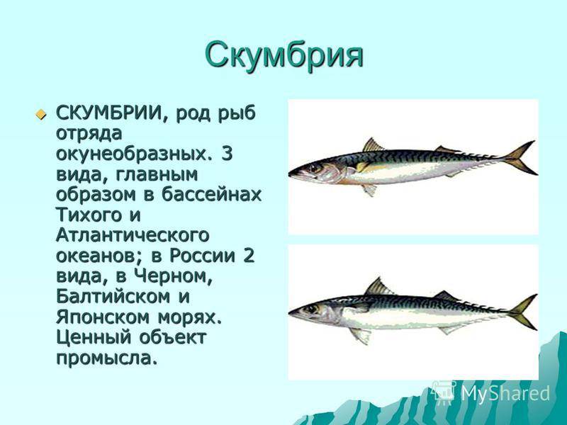Где водится скумбрия в водоемах россии: морская или речная, питание, виды