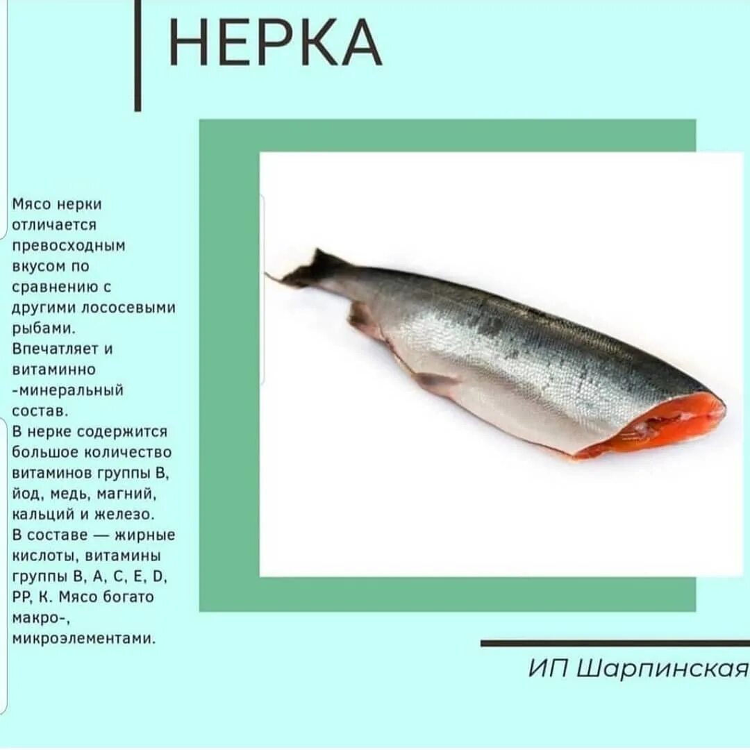 Нерка, красная рыба — фото и описание, как выглядит, где водится, чем полезна