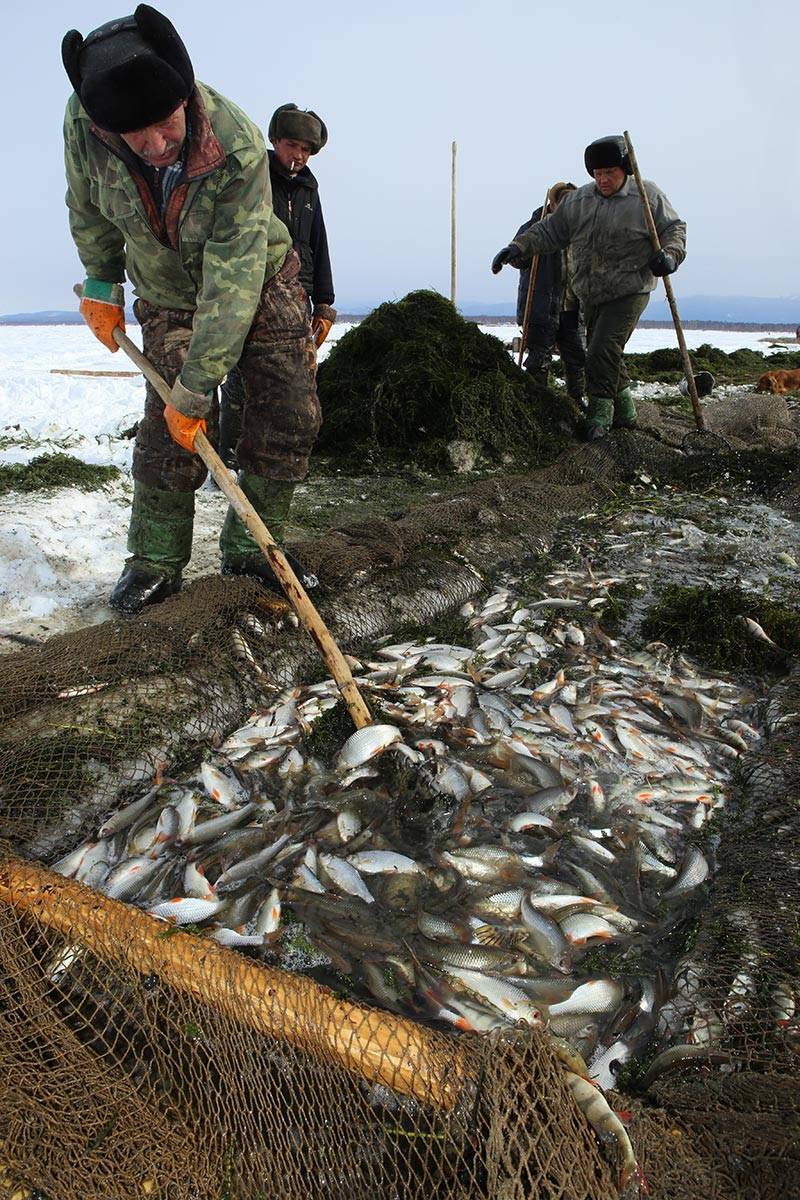 Рыбачат ли в озерах. Рыбный промысел на Байкале. Омуль Байкальский зимняя рыбалка. Рыбаки на Байкале. Ловля омуля на Байкале зимой.