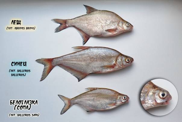 Отличия подлещика и густеры