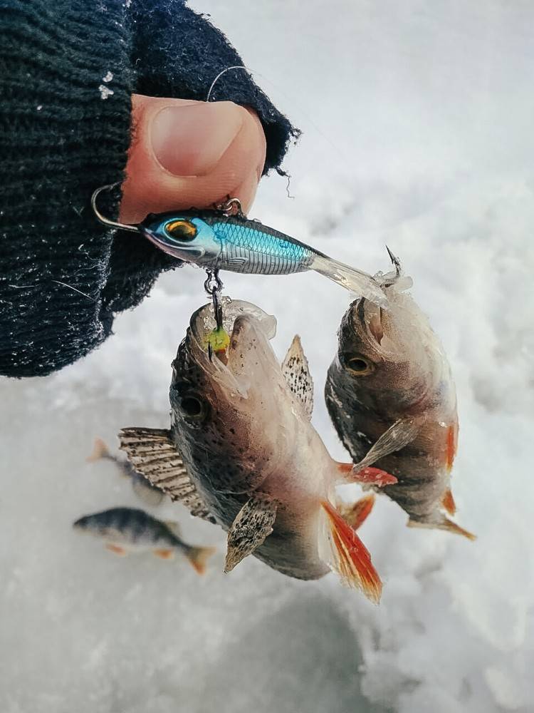 Как ловить окуня зимой — самые уловистые снасти и приманки для ловли окуня зимой