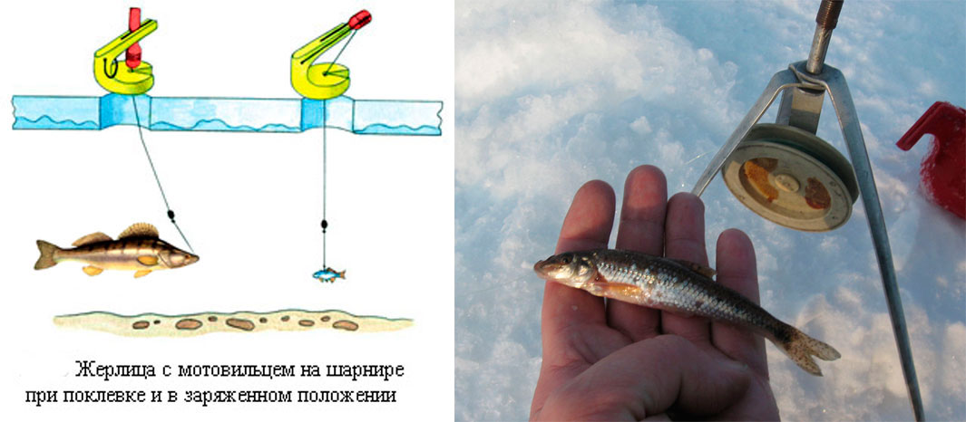 Зимний судак. где искать и как поймать? советы зимним рыболовам.