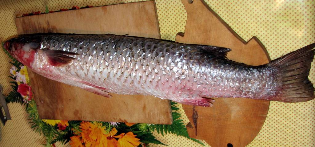 Пиленгас или пеленгас? - в сети появилась интересная версия происхождения названия самой популярной в мелитополе рыбы (видео) - ria-m.tv