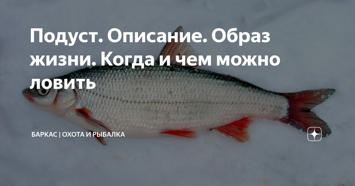 Ловля подуста – рыбалке.нет