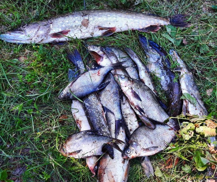 Рыбалка в Смоленске и Смоленской области, где лучше ловить на Днепре, в поселке Шмаково