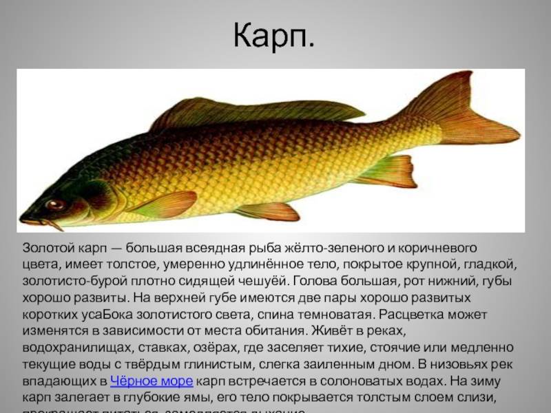 Карп жареный на сковороде: 5 рецептов приготовления