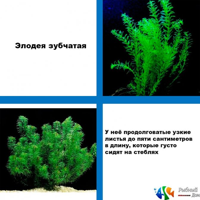 Элодея / на латыни: elodea