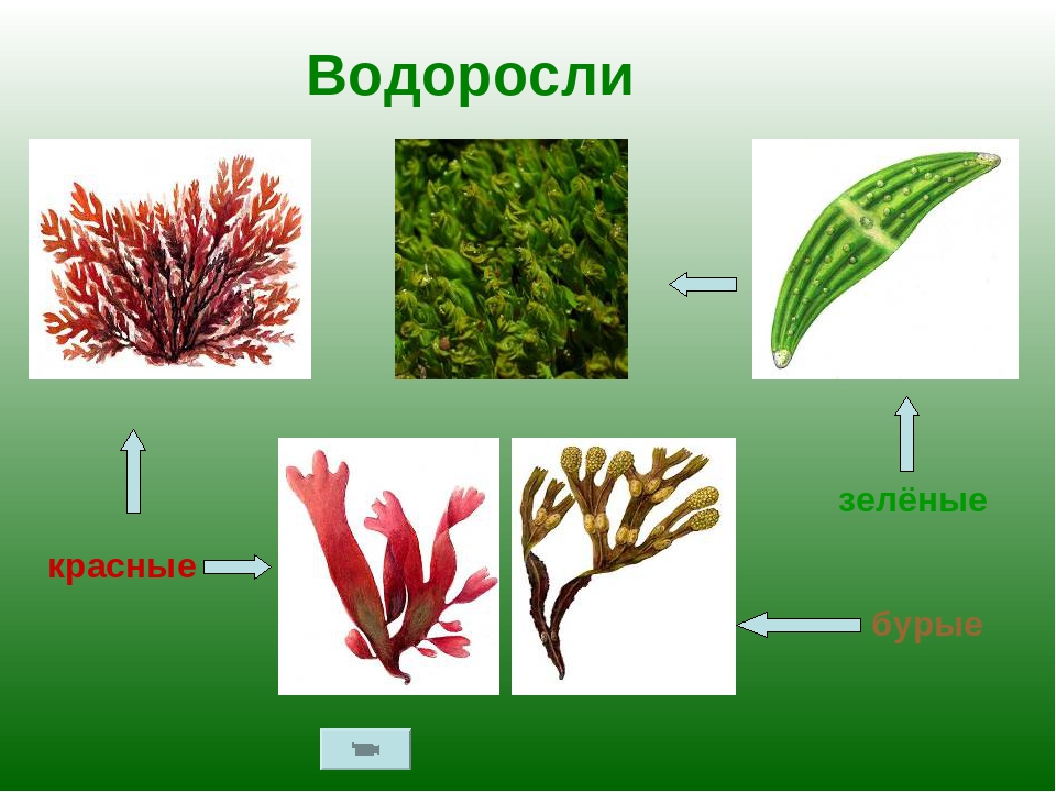 5 примеров водорослей. Водоросли зеленые бурые красные. Бурые водоросли красные водоросли зеленые водоросли. Водросли красные,зелёные,бурые. Многообразие бурых водорослей.