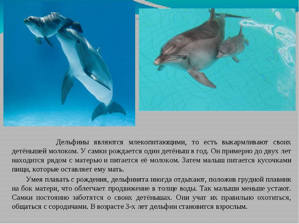 Опасны ли дельфины для человека