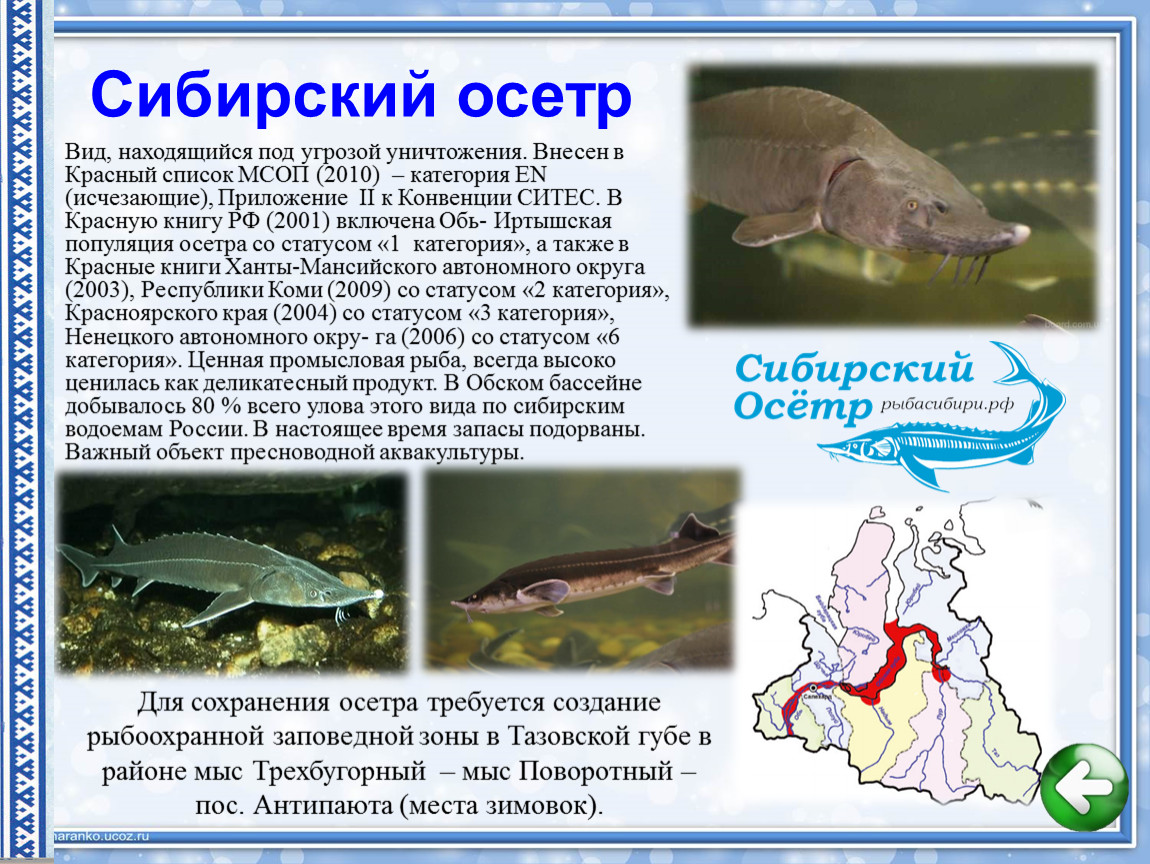Осетр: внешний вид, фото, особенности, интересные факты, среда обитания