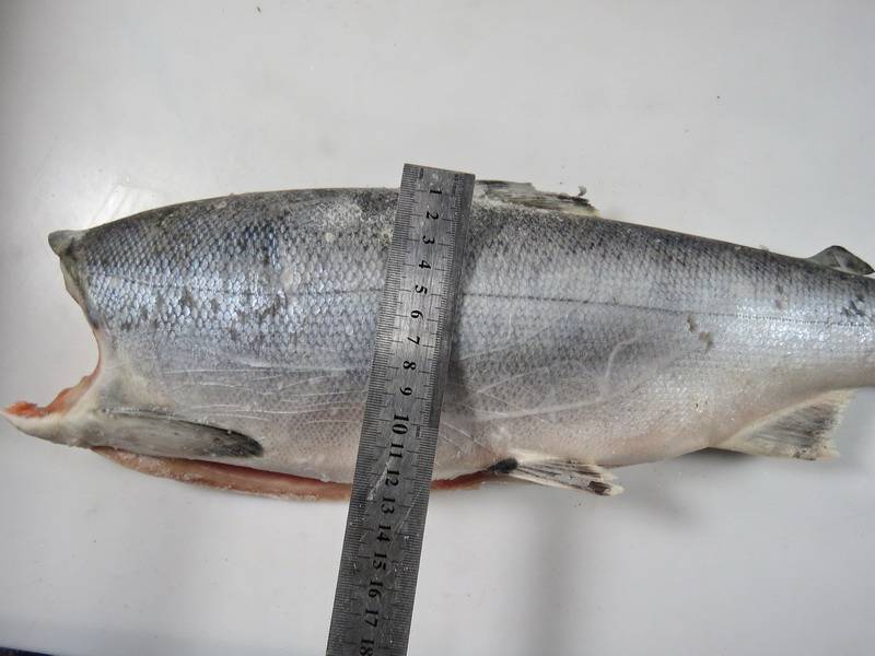 Ловля рыбы кижуч: описание, фото и способы ловли кижуча