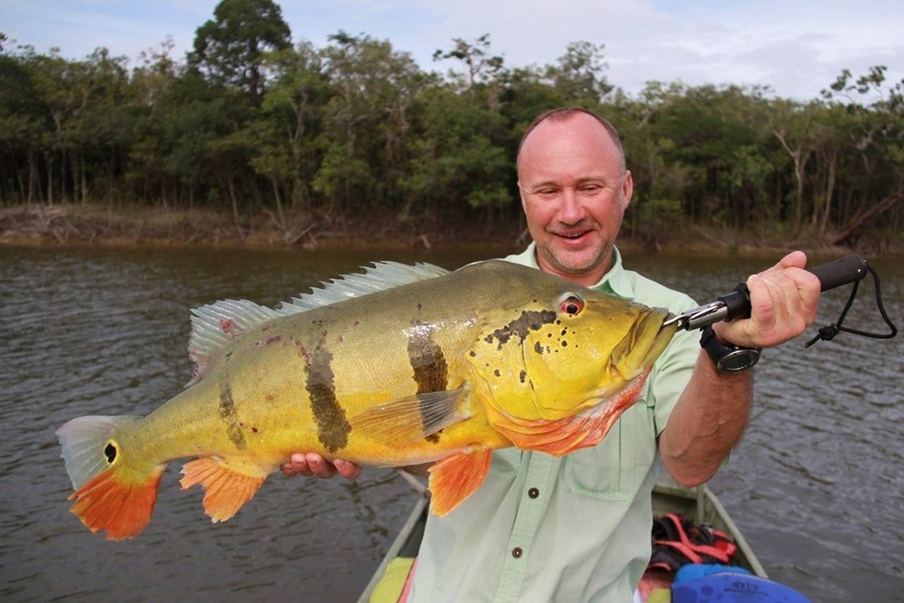 Павлиний окунь гигантский фото и описание – каталог рыб, смотреть онлайн