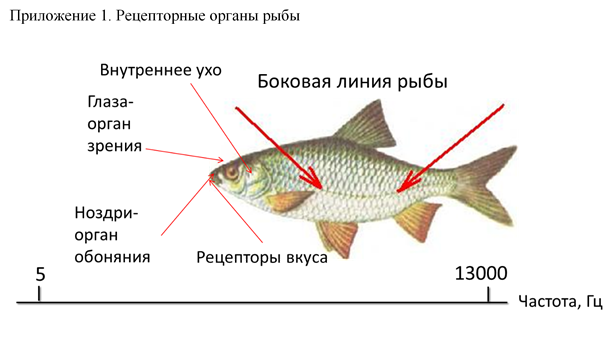 Орган слуха рыб внутреннее ухо. Органы чувств рыб строение. Строение ноздрей у рыб. Органы чувств у рыб характеристика и значение. Строение органа слуха у рыб.