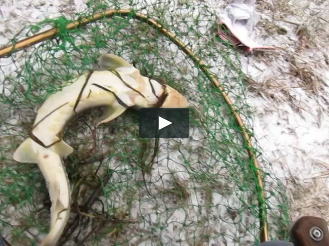 Как ловить стерлядь — снасти и способы ловли стерляди — сибирская рыбалка