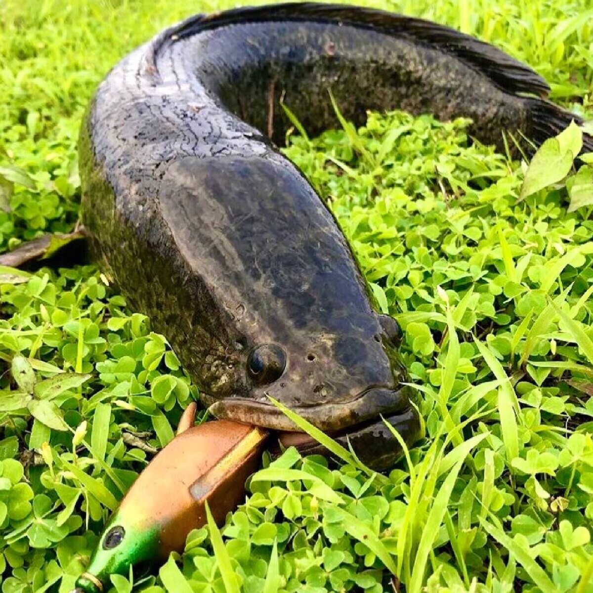 Змееголов – необычная рыба-хищник с интересными повадками