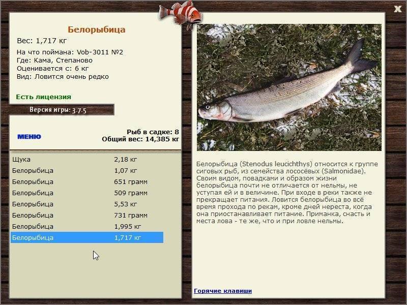 Нельма: описание рыбы, фото; где обитает рыба, разведение и особенности ловли нельмы