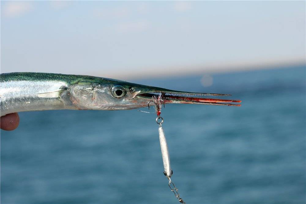 Сарган (рыба-стрела), описание, фото
