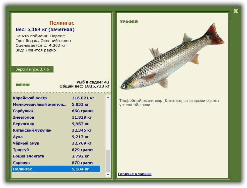 Пеленгас — дальневосточная рыба: где водится, нерест, особенности ловли