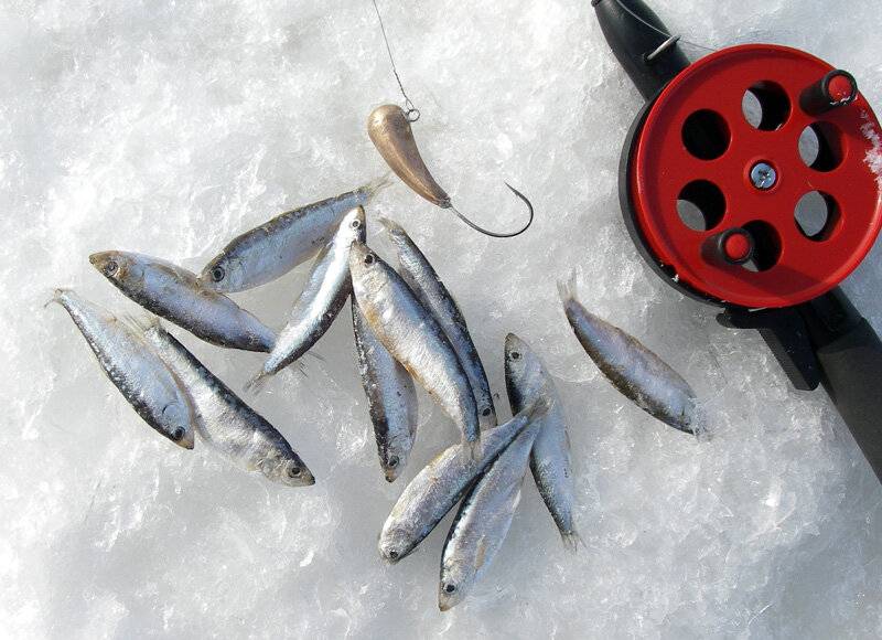 Ловля судака зимой на мормышку - читайте на сatcher.fish