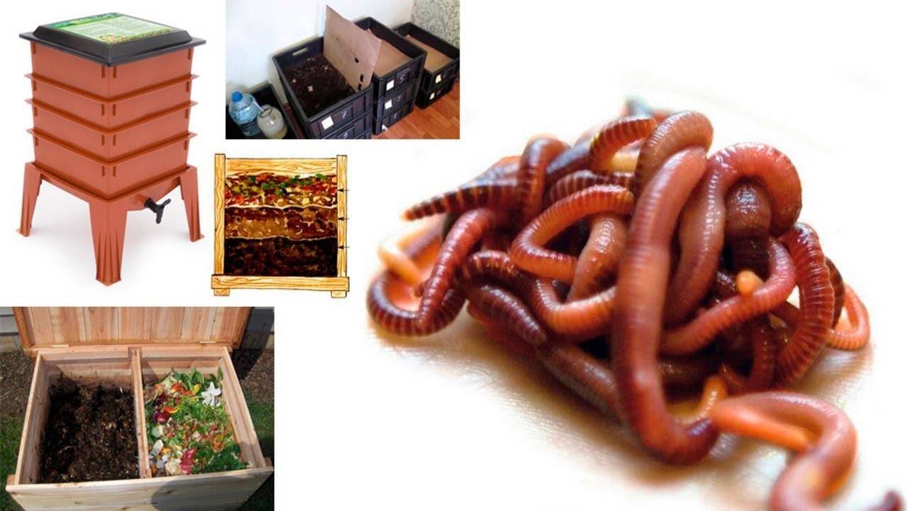 Разведение червей в домашних условиях как бизнес