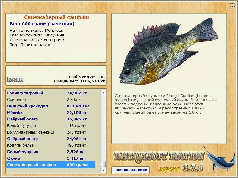 Рыба окунь: фото, описание и интересные факты
