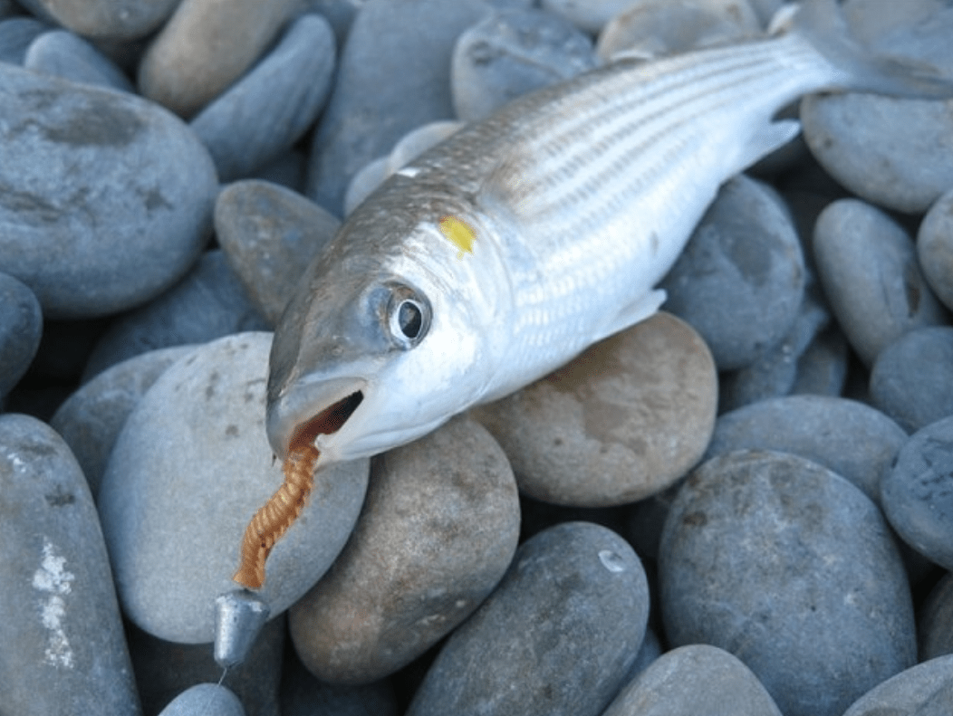 Ловля кефали: приманки, ареал обитания и способы ловли рыбы