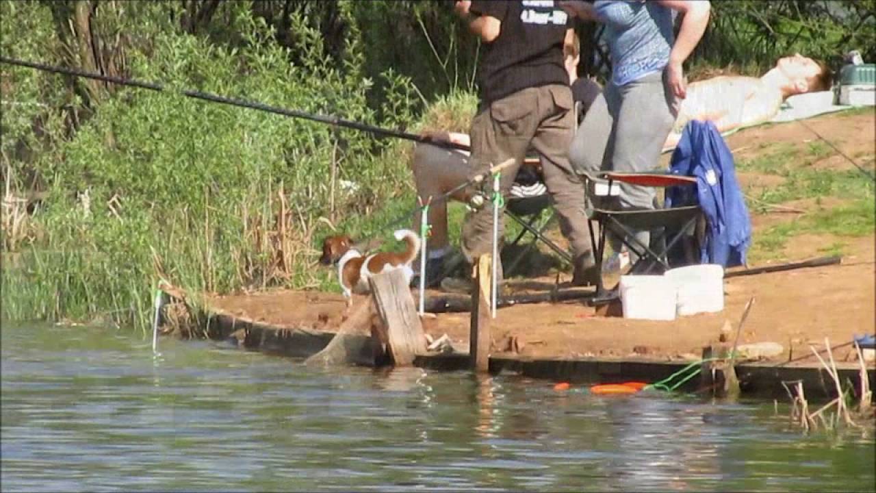 Рыбалка в коргашино. Рыбалка в Пирогово Коргашино. Коргашино платная рыбалка. Рыбалка Пирогово Мытищи. Платные рыбалки в Пирогова.