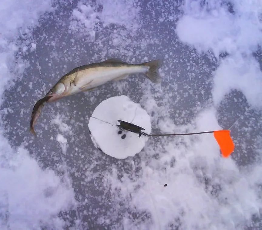 Ловля судака зимой на жерлицы — особенности и техника рыбалки