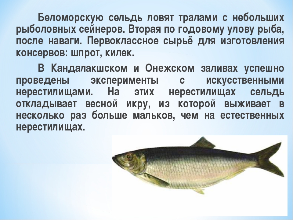 Донская селёдка жареная (don cossack fried herring) - вкусные заметки